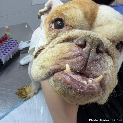 Provide Care for 54 Dogs Rescued from Horrifying Breeding Farm