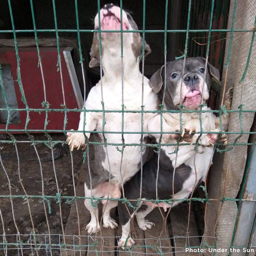 Provide Care for 54 Dogs Rescued from Horrifying Breeding Farm