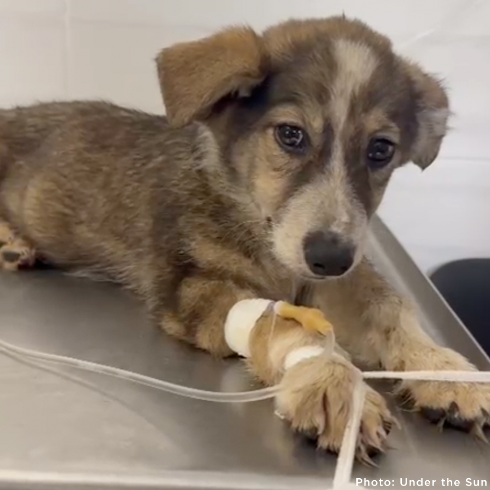 Time Is Running Out for These Puppies with Parvovirus - Help Save Them