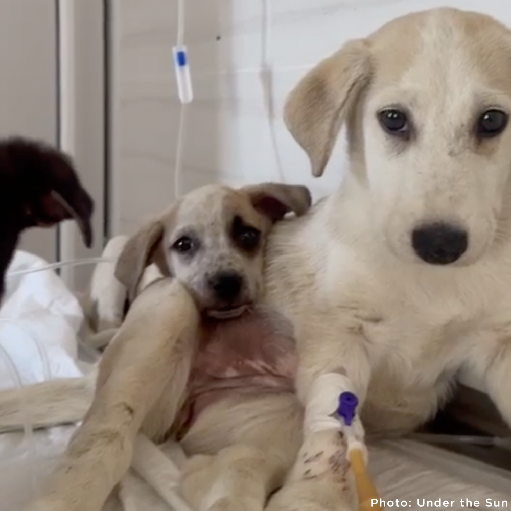 Time Is Running Out for These Puppies with Parvovirus - Help Save Them