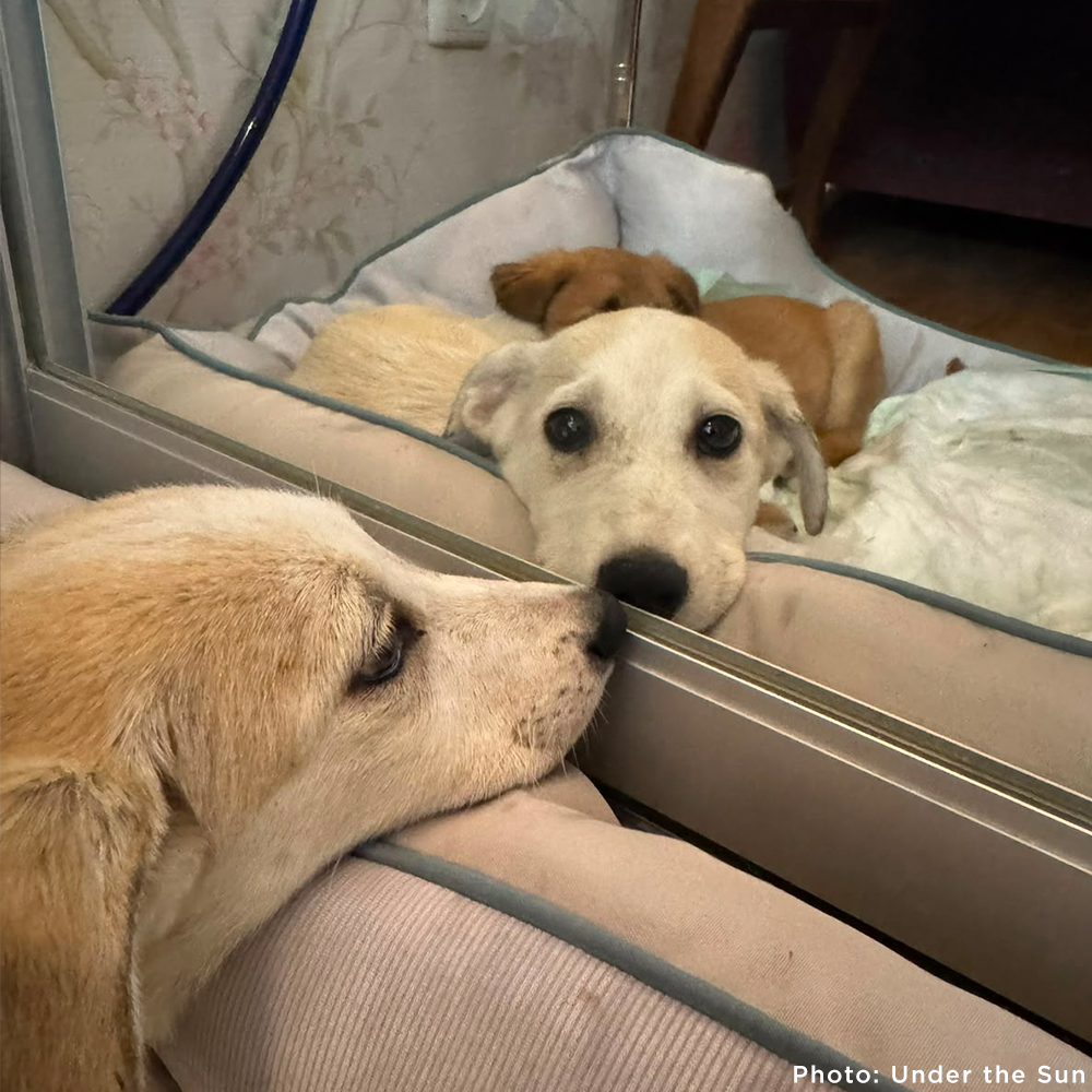 Time Is Running Out for These Puppies with Parvovirus - Help Save Them