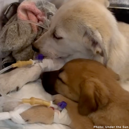 Time Is Running Out for These Puppies with Parvovirus - Help Save Them
