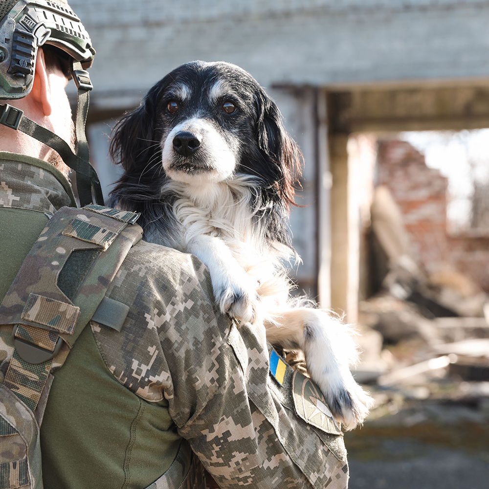 Crisis in Ukraine: Feed Hungry and Abandoned Pets