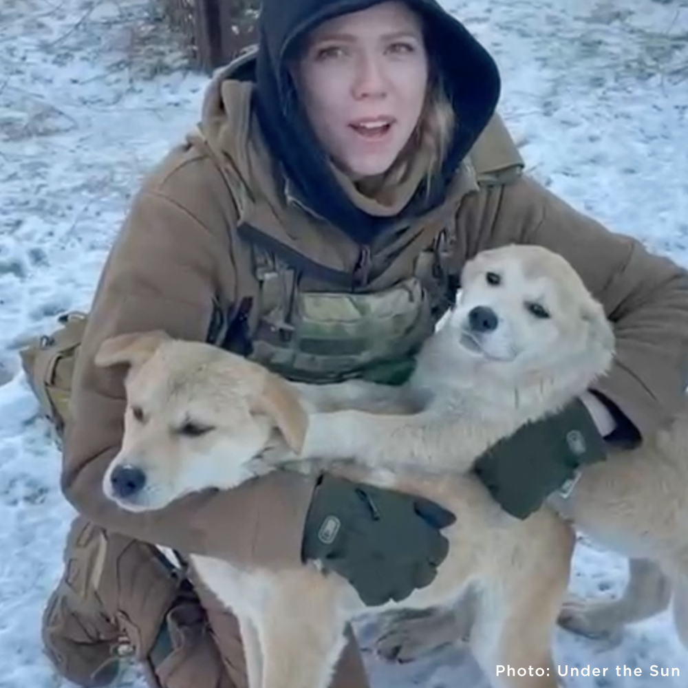 Protect Hundreds of Dogs from the Horrors of War