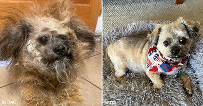 Dirty Dogs: Help Shelters Give Life-Changing Transformations