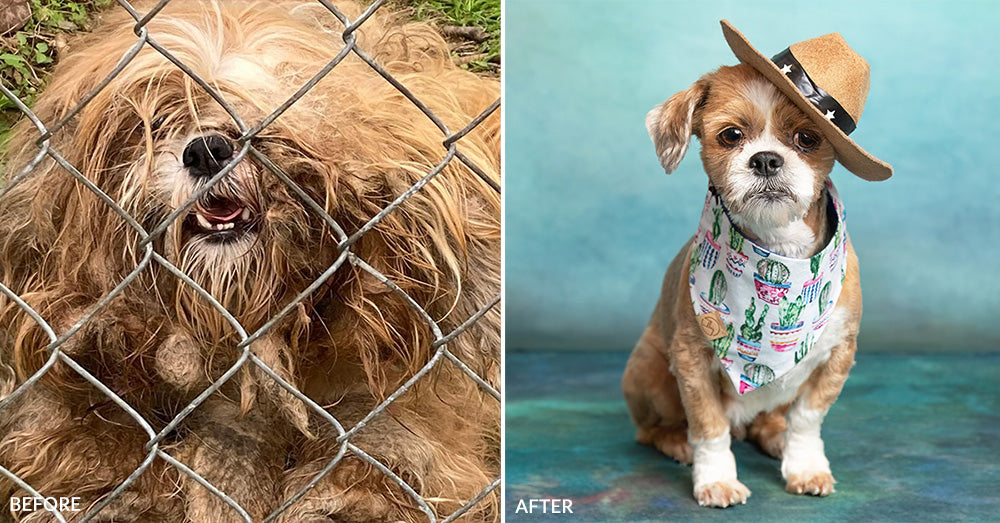 Dirty Dogs: Help Shelters Give Life-Changing Transformations