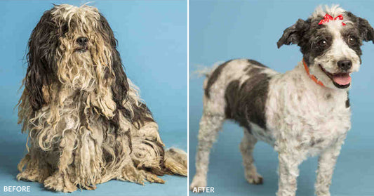 Dirty Dogs: Help Shelters Give Life-Changing Transformations