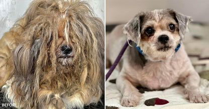 Dirty Dogs: Help Shelters Give Life-Changing Transformations