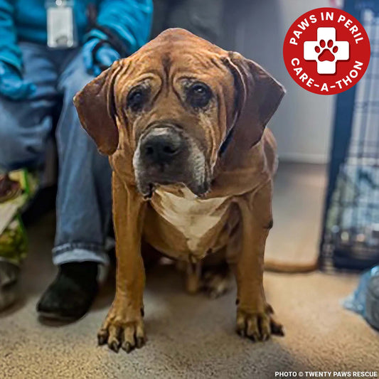 Support Senior Dog Wally as He Recovers from Severe Malnutrition