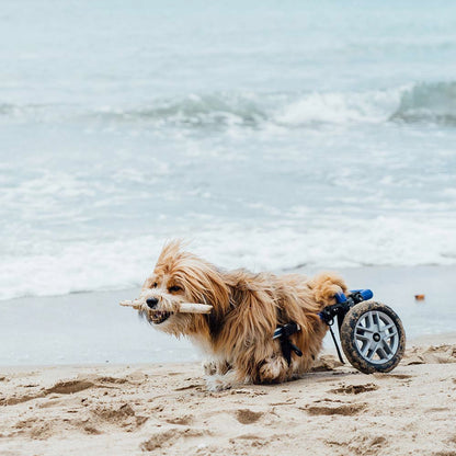 Give Wheels to Special Needs Pets