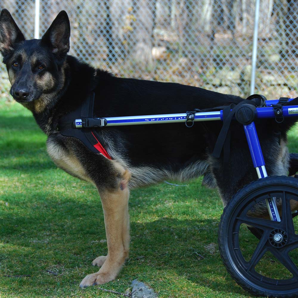 Give Wheels to Special Needs Pets