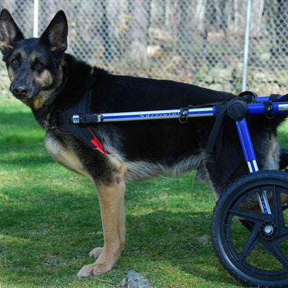 Give Wheels to Special Needs Pets