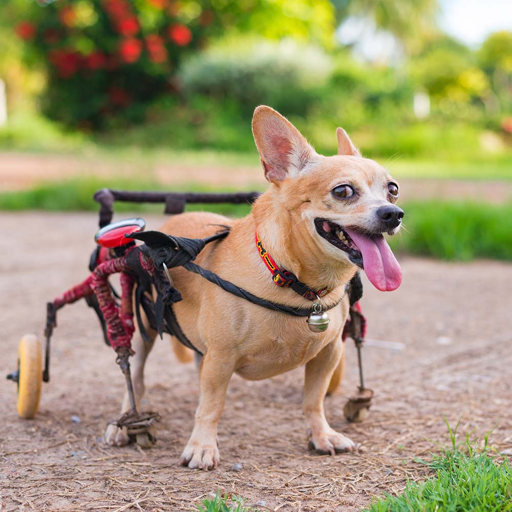 Give Wheels to Special Needs Pets