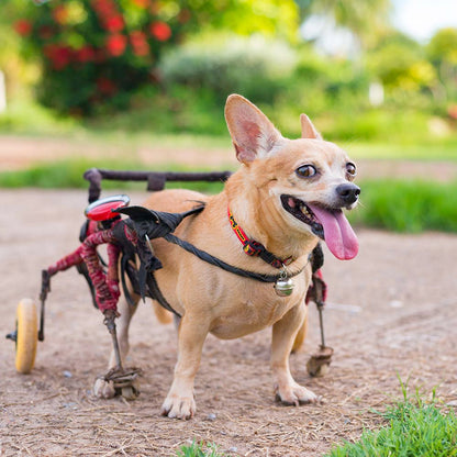 Give Wheels to Special Needs Pets