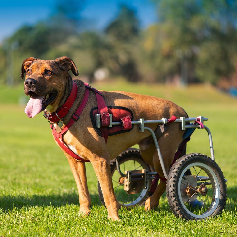 Give Wheels to Special Needs Pets