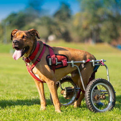Give Wheels to Special Needs Pets