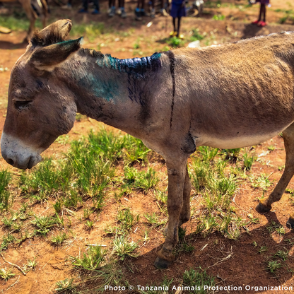 Help Injured Donkeys Receive Urgent Medical Care