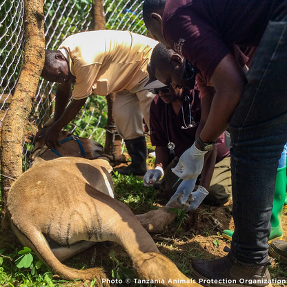 Help Injured Donkeys Receive Urgent Medical Care