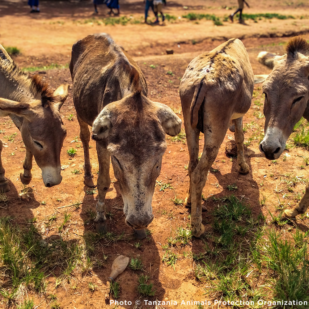 Help Injured Donkeys Receive Urgent Medical Care