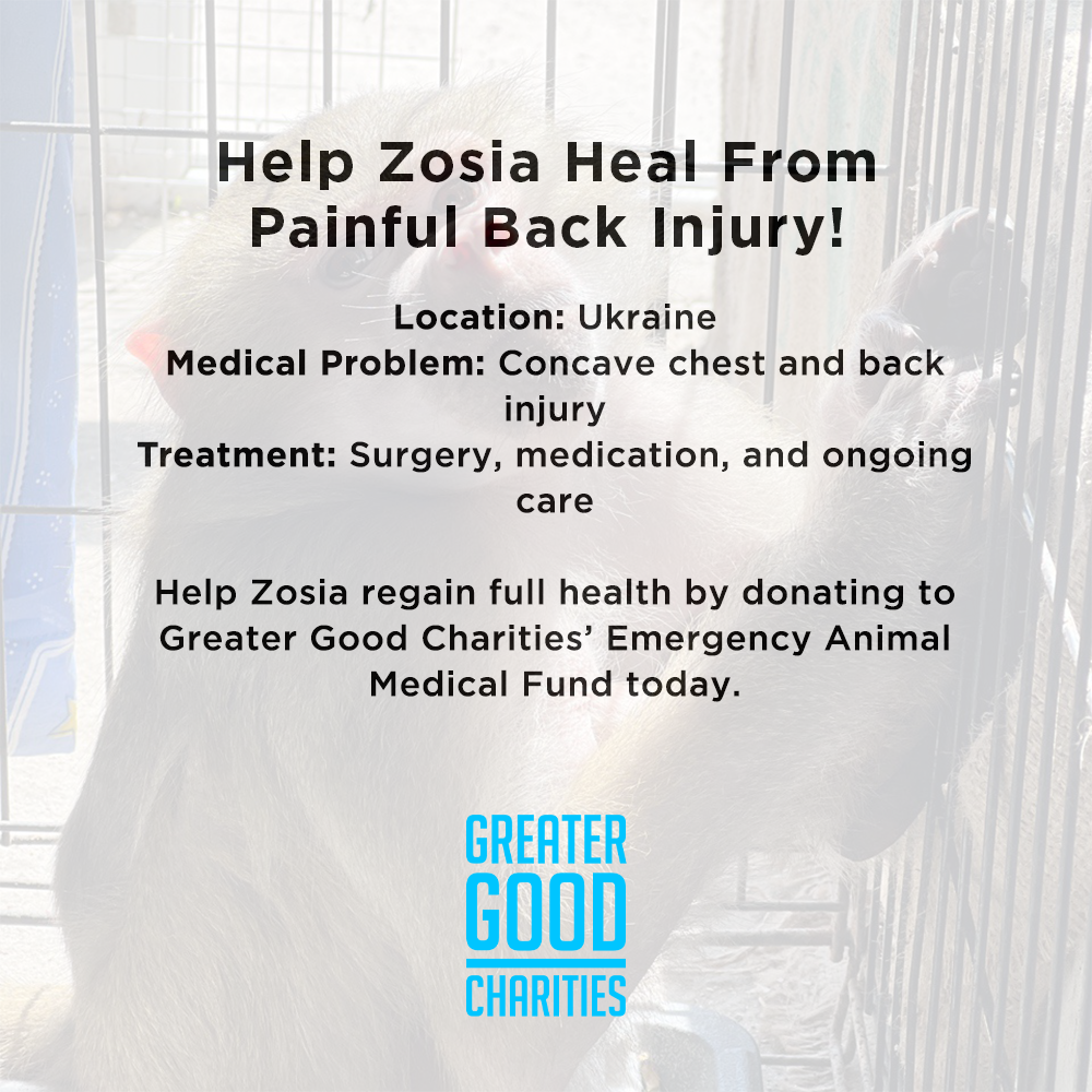 Funded: Help Zosia Heal from a Life of Neglect