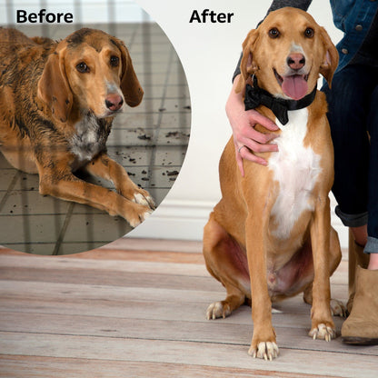 Ready For Adoption: Provide Essential Grooming Supplies to Save Pets' Lives