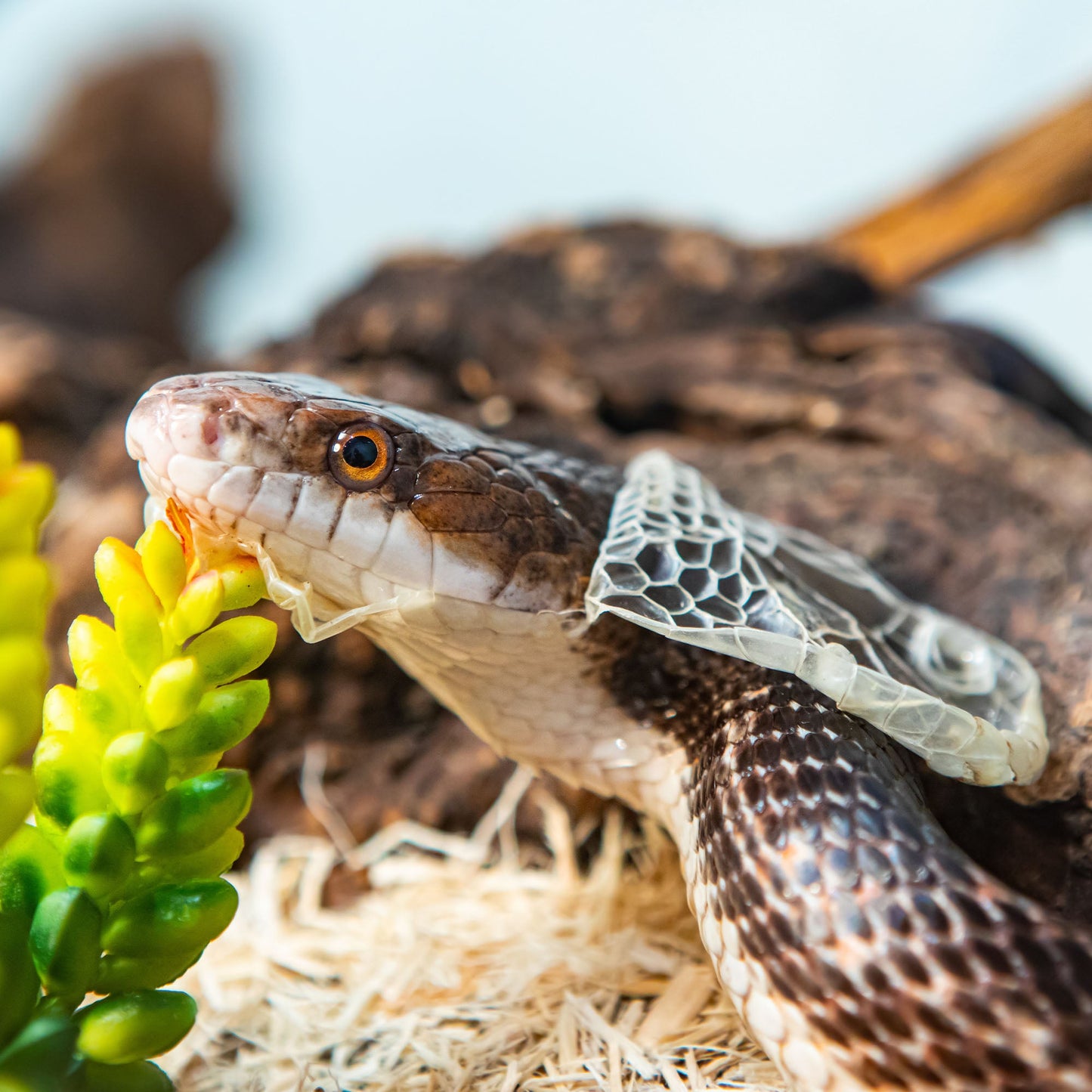 Send Supplies to Rescued Reptiles