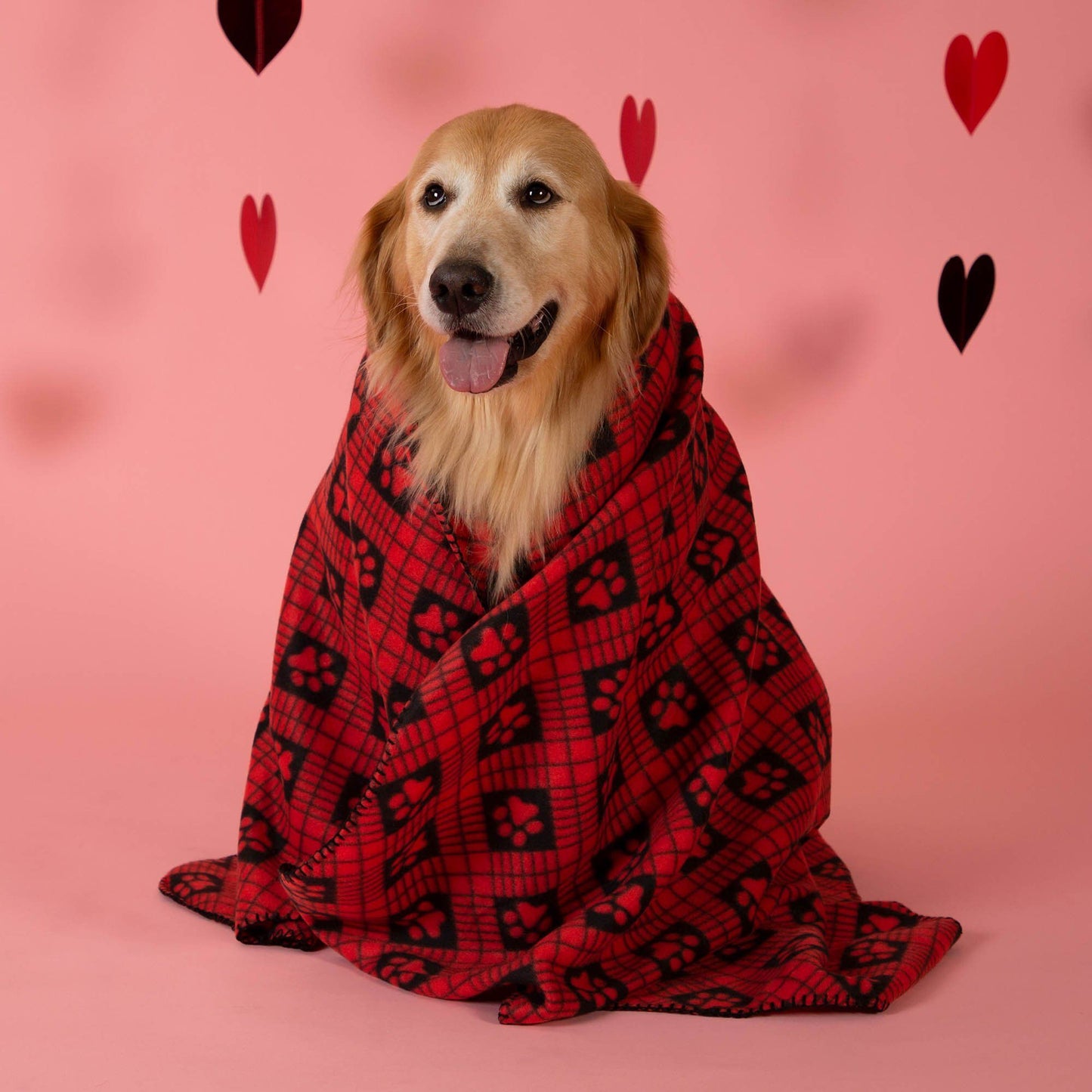 Send a Valentine & Love To a Shelter Fur Baby