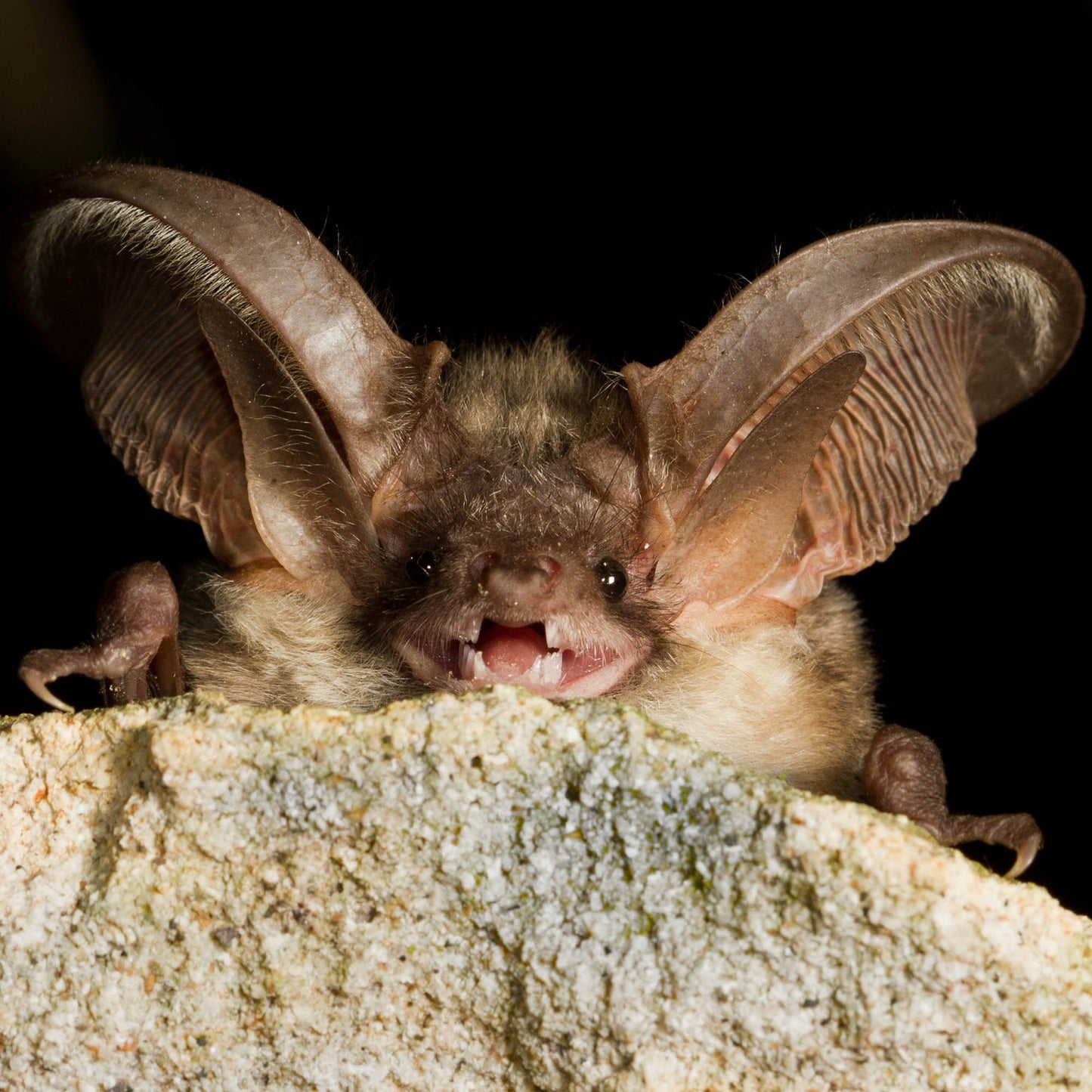 Provide Housing & Protection for Bats