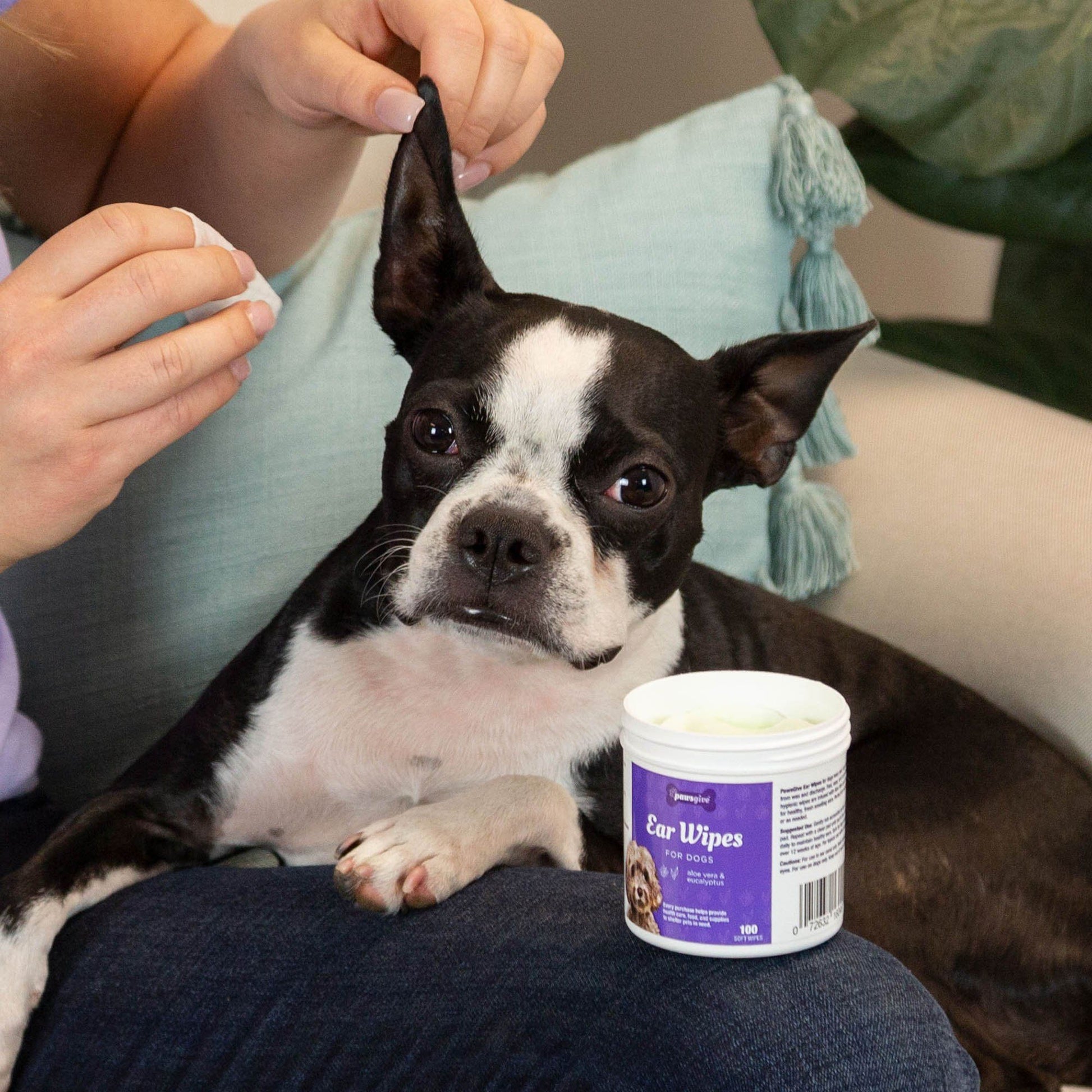 PawsGive - PawsGive Ear Cleaning Wipes For Dogs With Aloe & Eucalyptus - 100 Ct