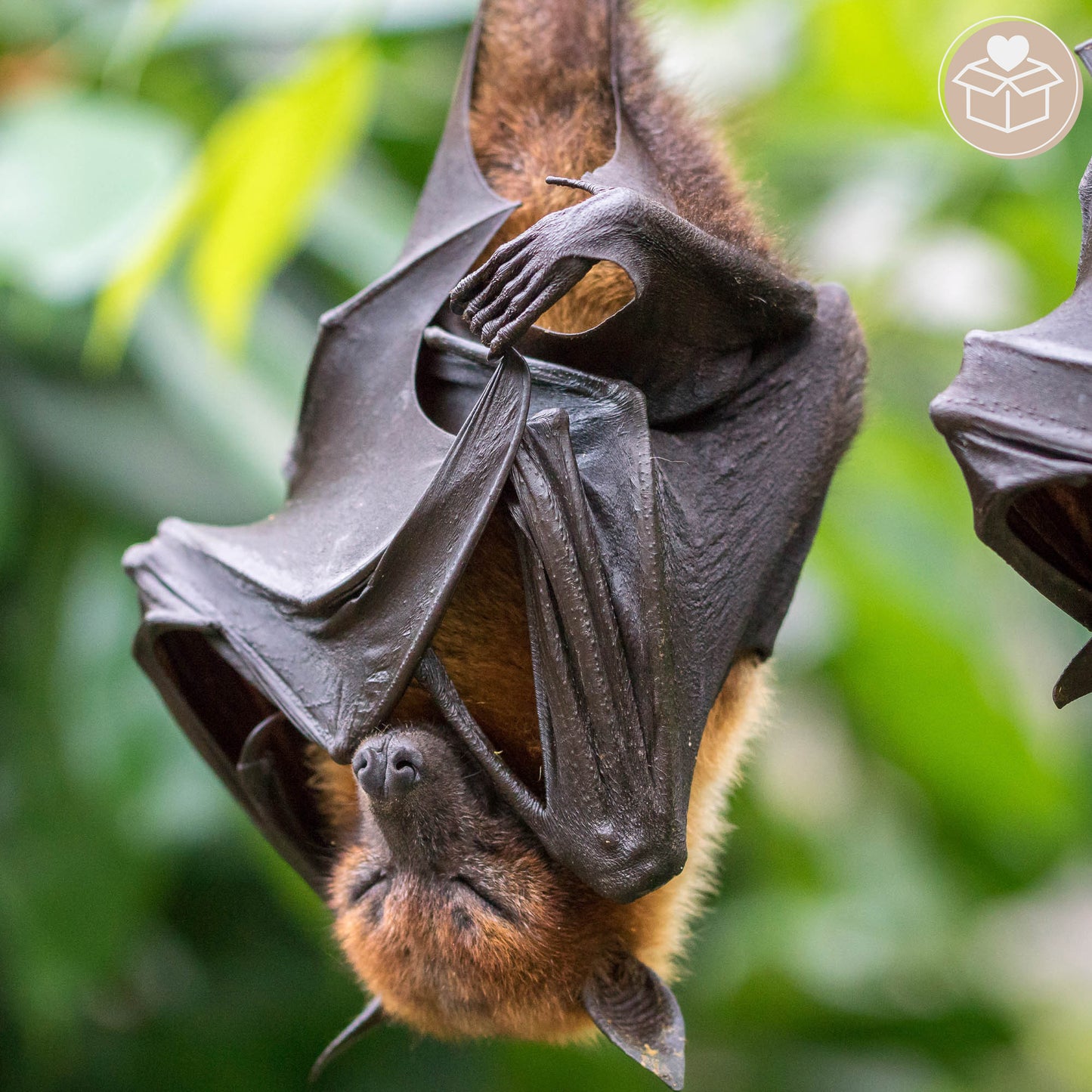 Provide Housing & Protection for Bats