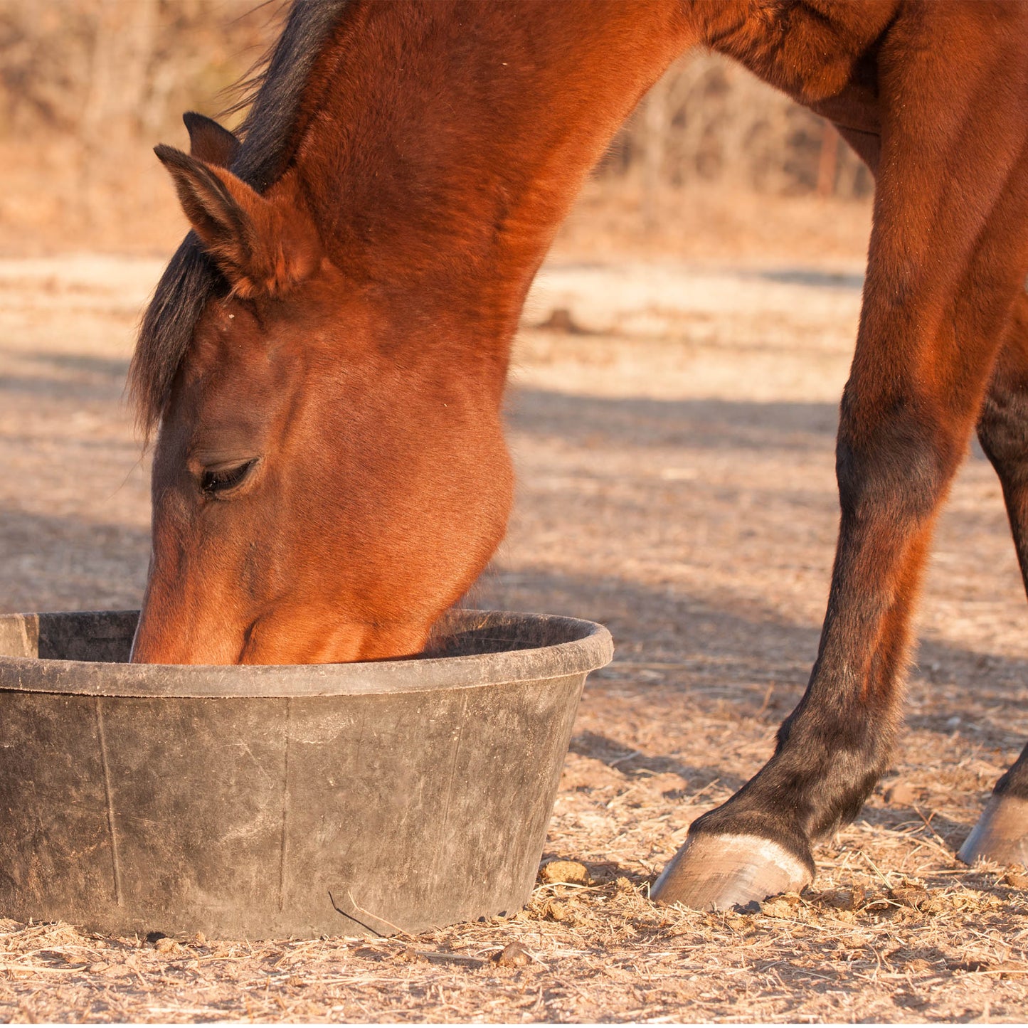 Send Care Kits to Help Rescued Horses