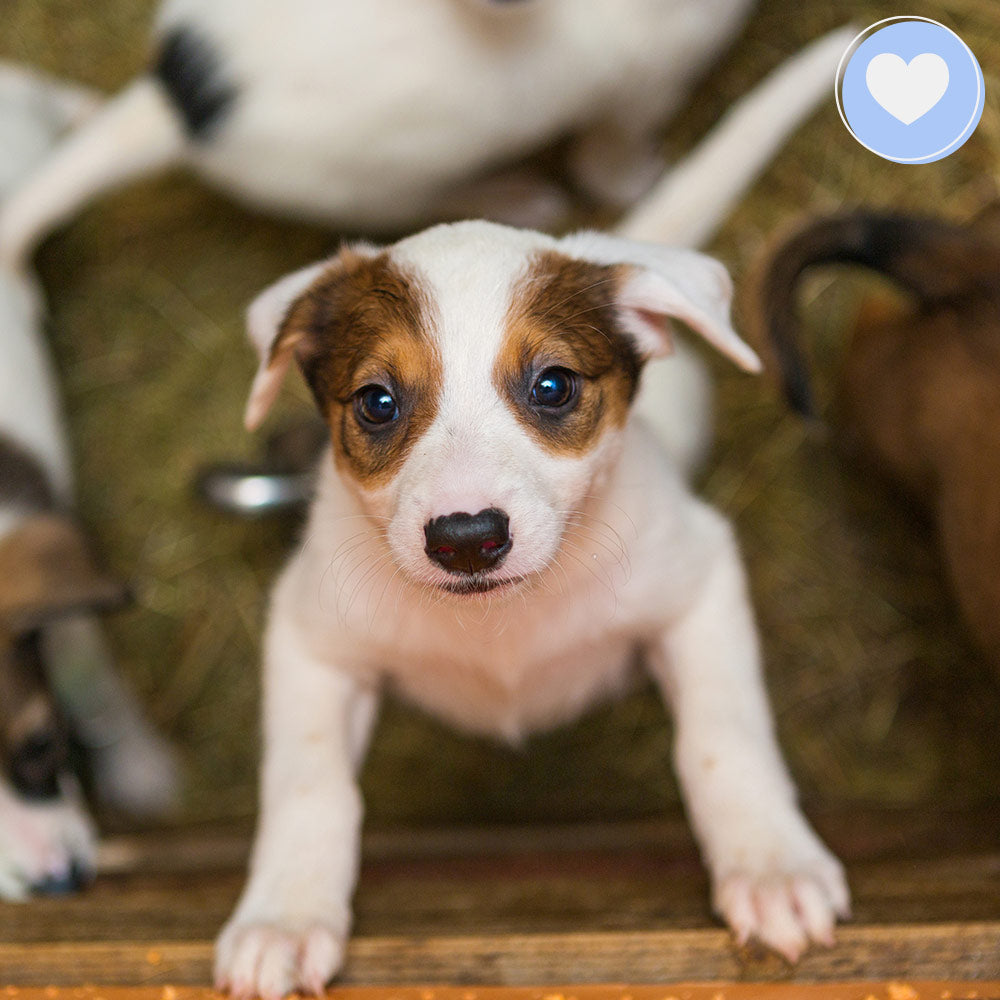 Feed Shelter Animals