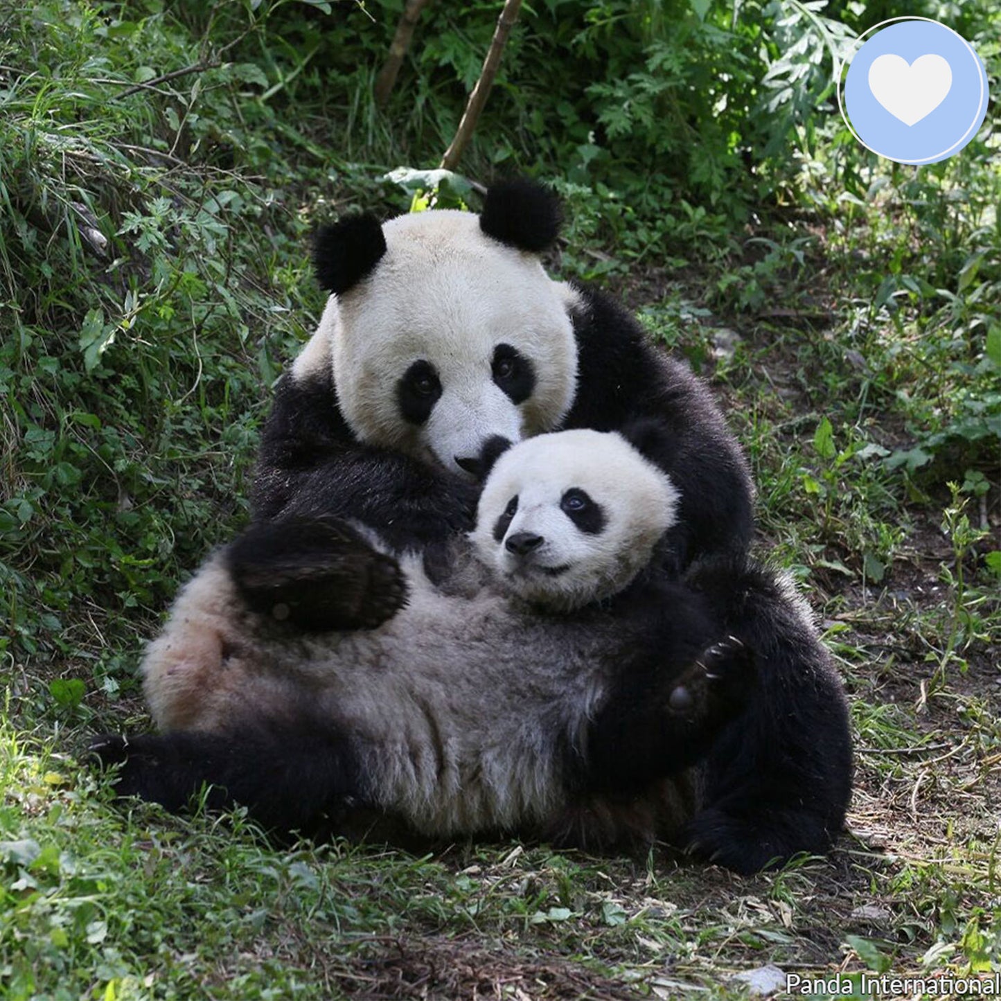 Project Peril: Help Save the Giant Panda