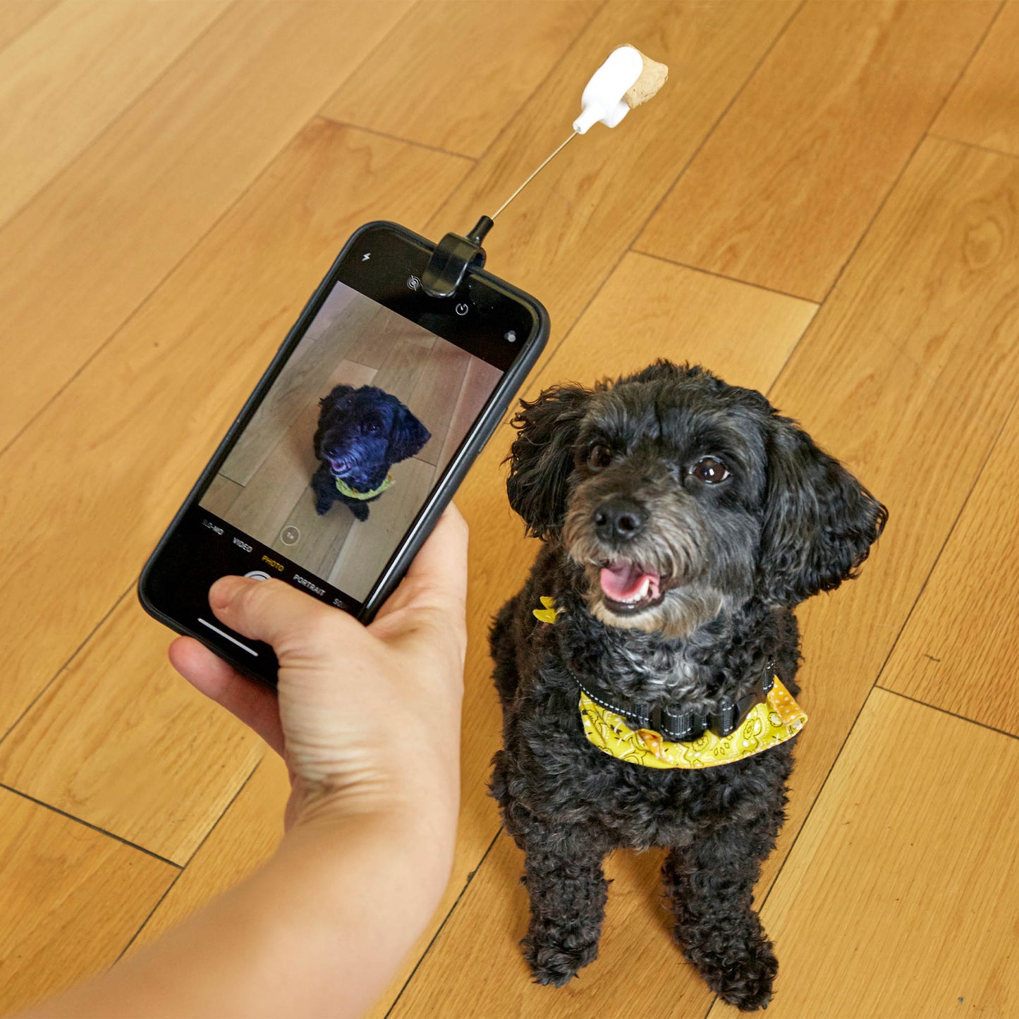 Dog Treat Selfie Stick