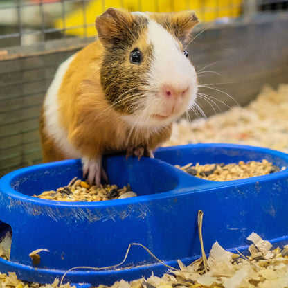 Send Supplies to Hamsters, Guinea Pigs and Other Small Animals