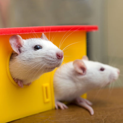 Send Supplies to Hamsters, Guinea Pigs and Other Small Animals