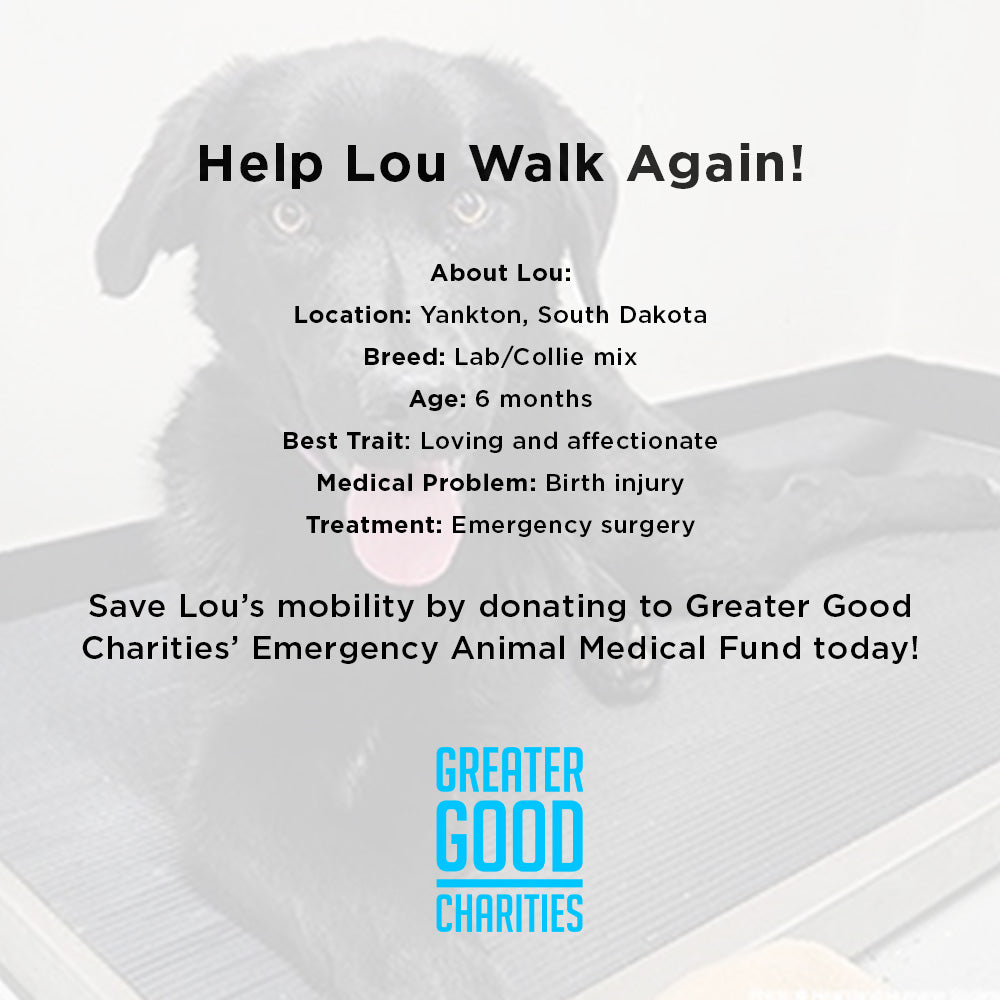 Funded - Help Lou Walk Again