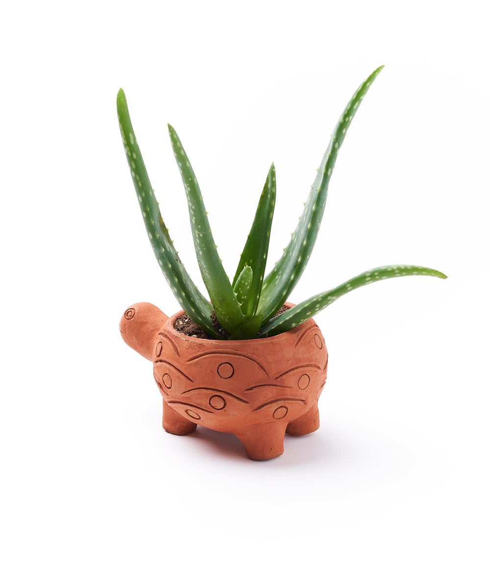 Rakshana Plant Pals - Turtle (Large)
