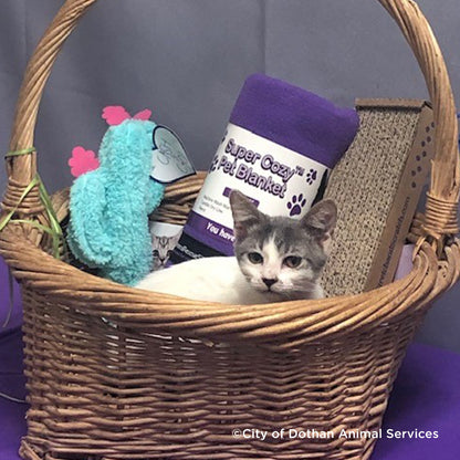 Crazy for Cats: Provide Essentials for Cats & Kittens In Need