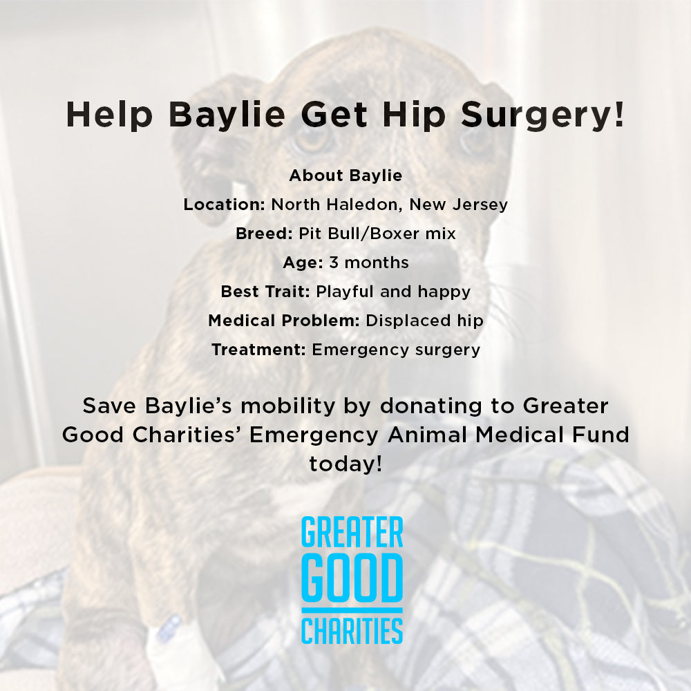 Funded - Help Baylie Recover From a Hit and Run