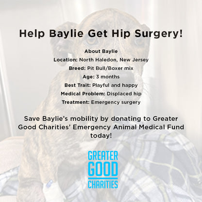 Funded - Help Baylie Recover From a Hit and Run