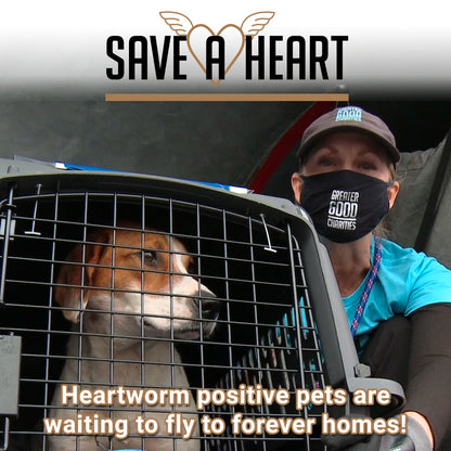 Help Fly Heartworm Positive Dogs at Risk of Euthanasia to Freedom